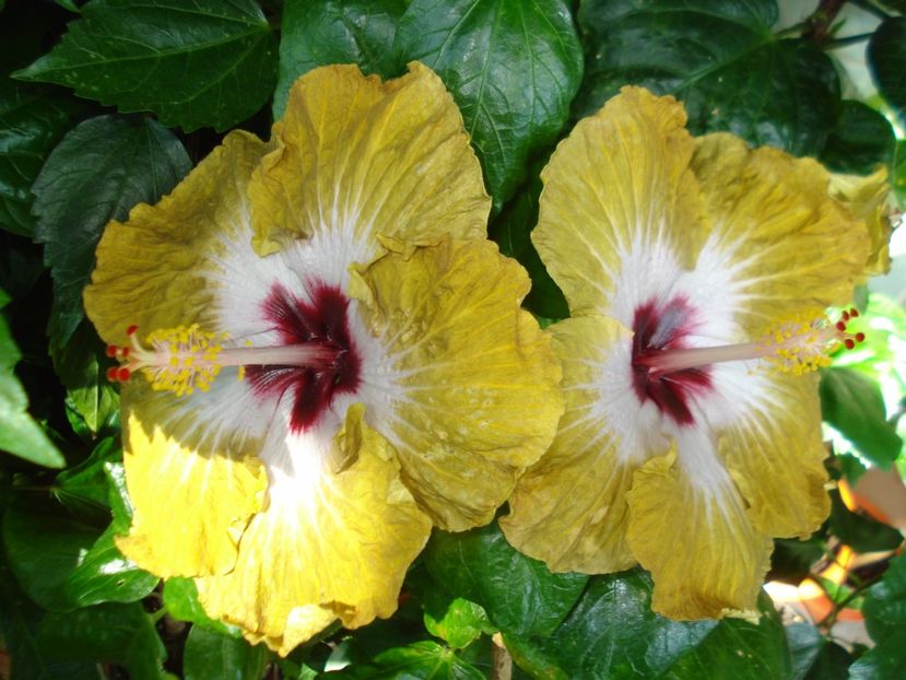 - HIBISCUS 2017