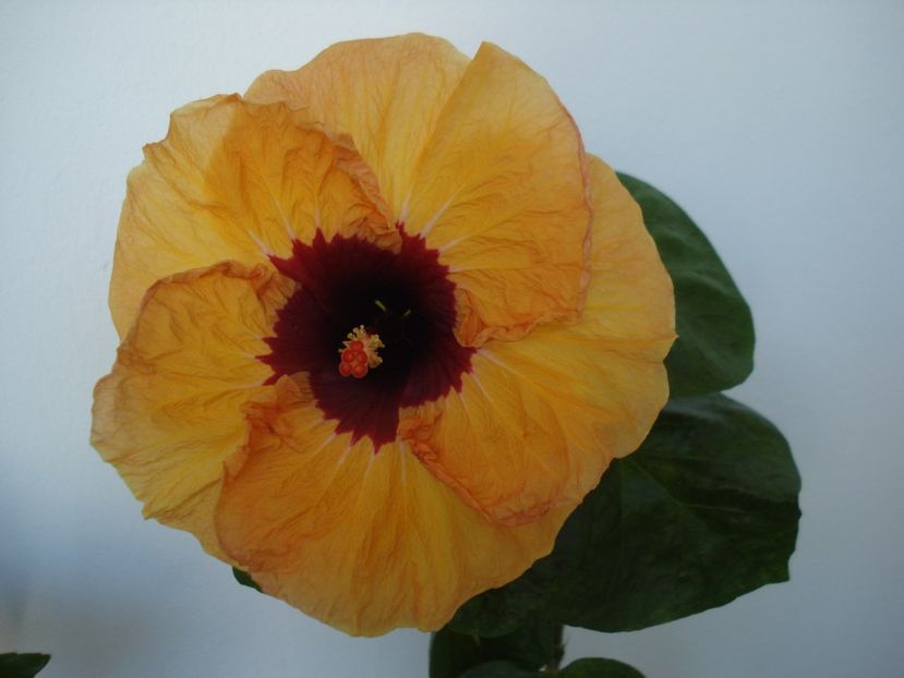  - HIBISCUS 2017
