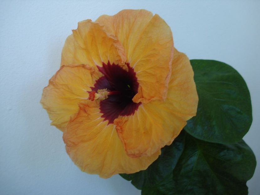  - HIBISCUS 2017