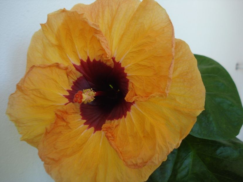  - HIBISCUS 2017