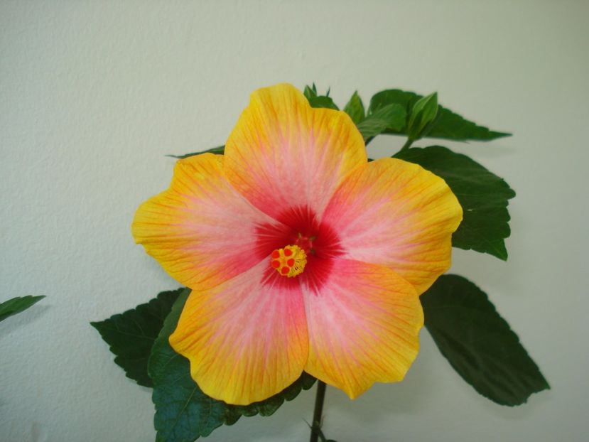 - HIBISCUS 2017