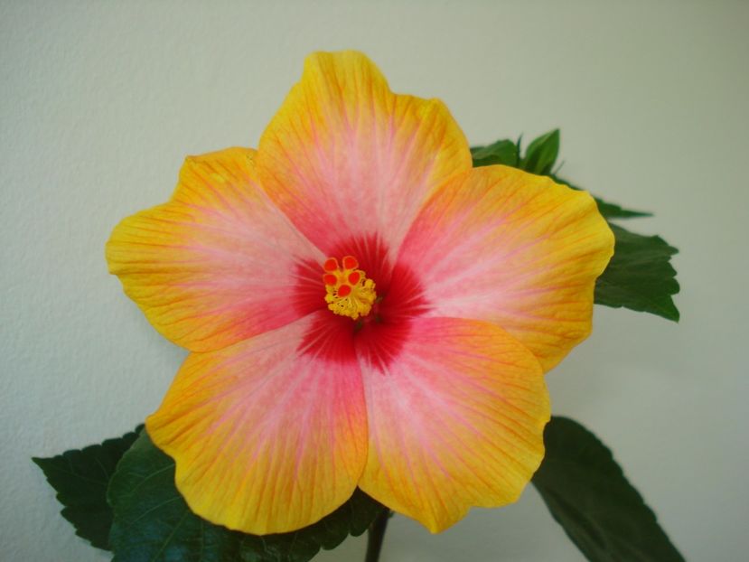  - HIBISCUS 2017