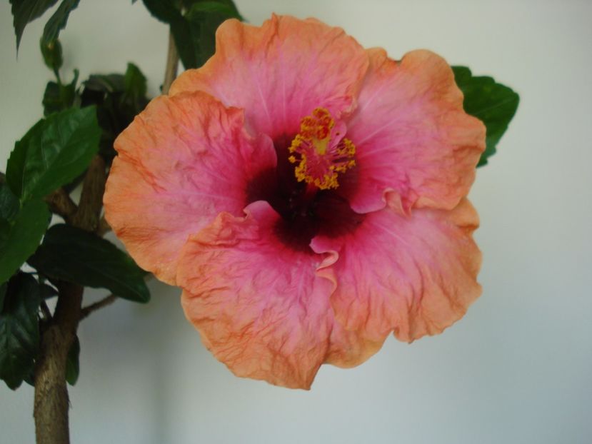  - HIBISCUS 2017