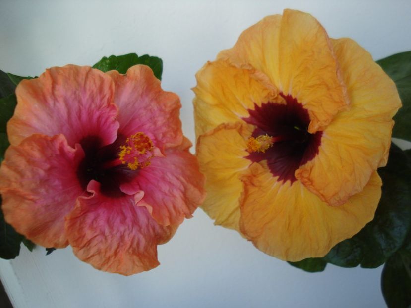  - HIBISCUS 2017
