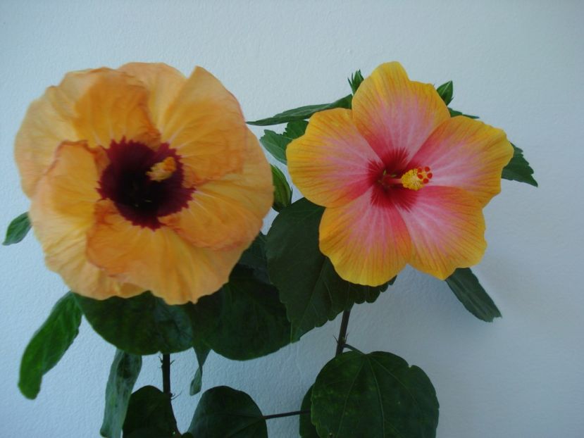  - HIBISCUS 2017