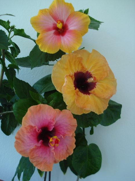  - HIBISCUS 2017