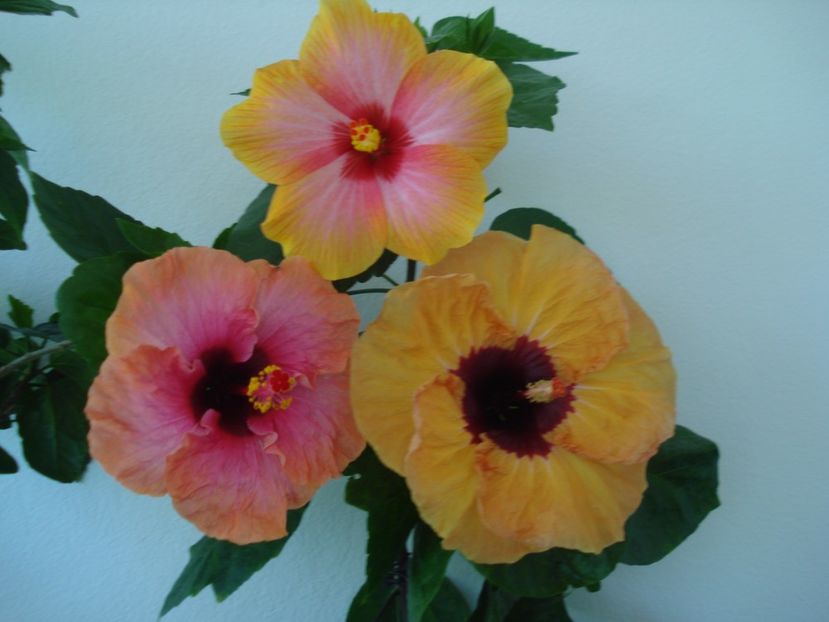  - HIBISCUS 2017