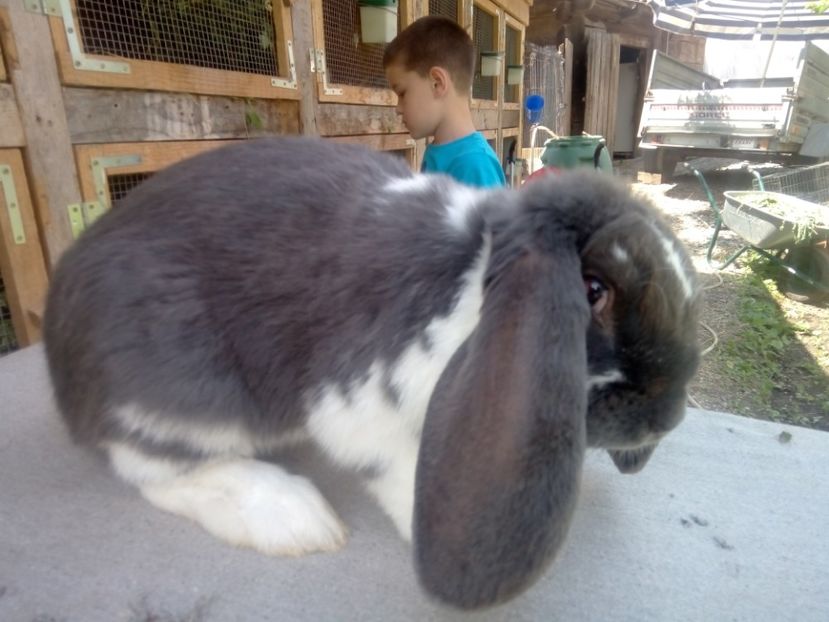  - ARHIVA IEPURI ce am avut câteva exemplare