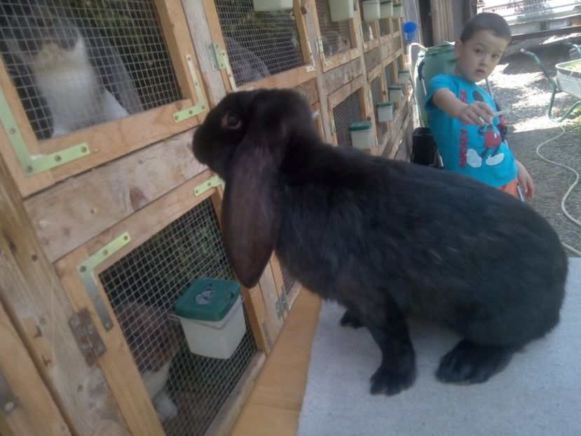  - ARHIVA IEPURI ce am avut câteva exemplare