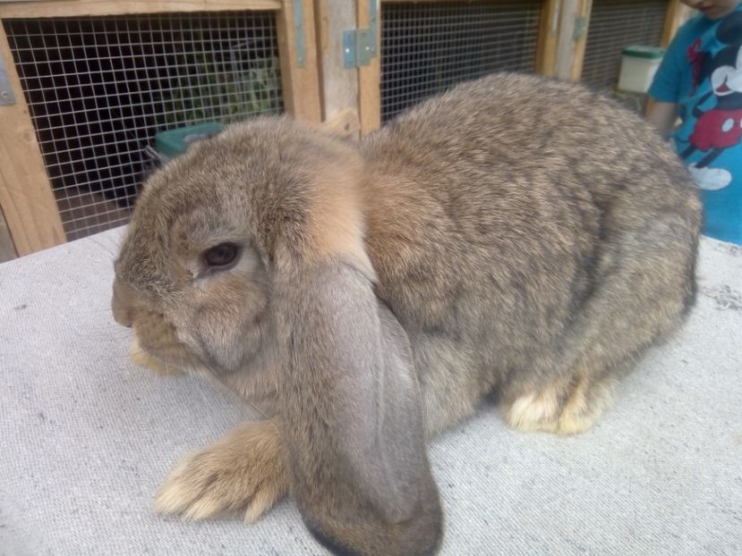  - ARHIVA IEPURI ce am avut câteva exemplare