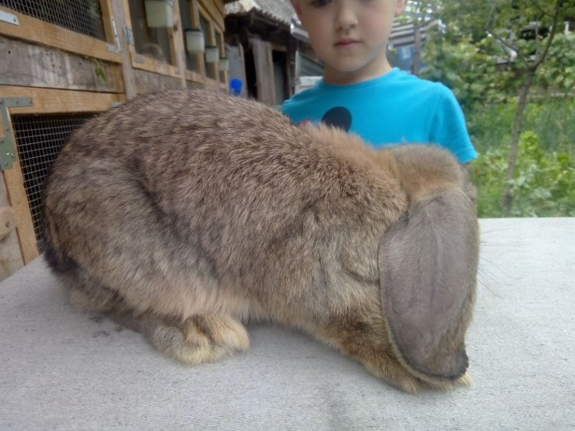  - ARHIVA IEPURI ce am avut câteva exemplare