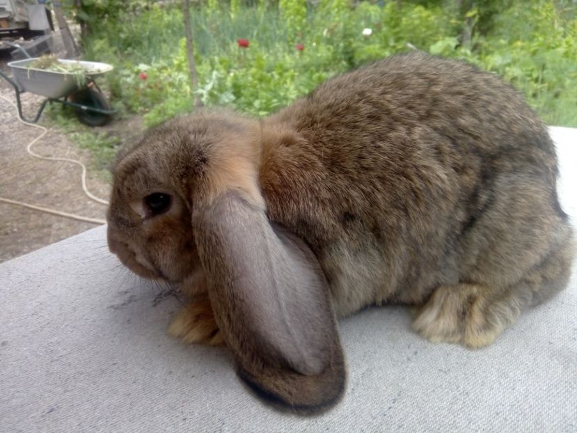  - ARHIVA IEPURI ce am avut câteva exemplare