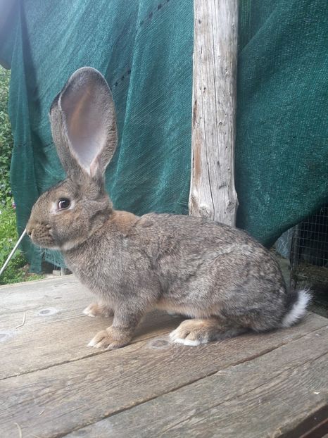un pui la domnul Boros - Boros Csaba - Baia Mare