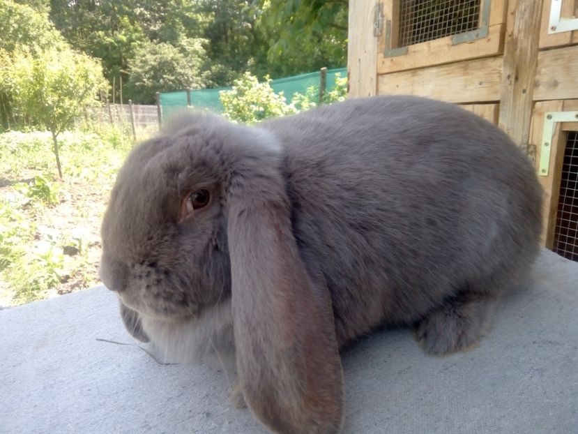  - ARHIVA IEPURI ce am avut câteva exemplare