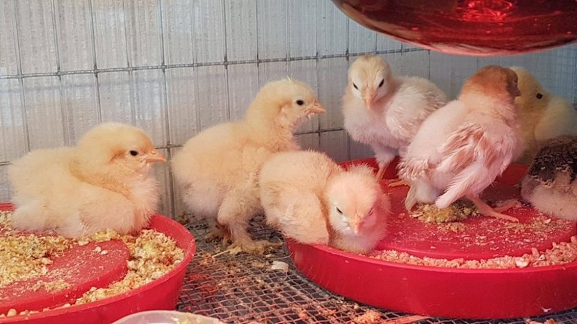 chonchinchina galben urias - MATERNITATE