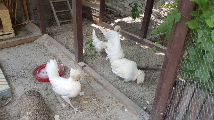 19369222_1899266746978633_780053666_o - GAINI