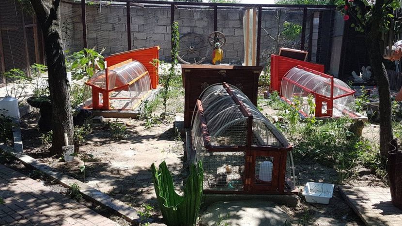 gata casutele - VOLIERE