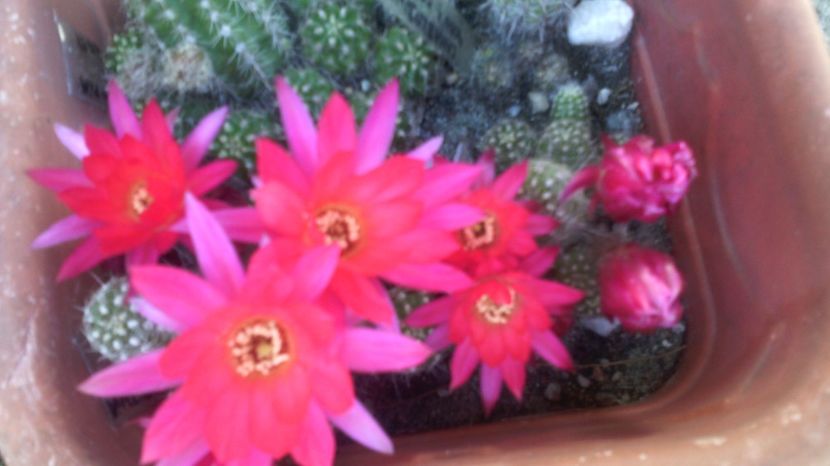 15.06.017 - Cactusi 2015-2020