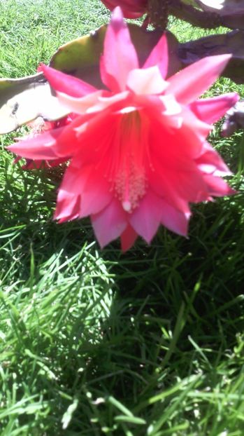 2017 - EPYFILIUM 1 Oxypetalum