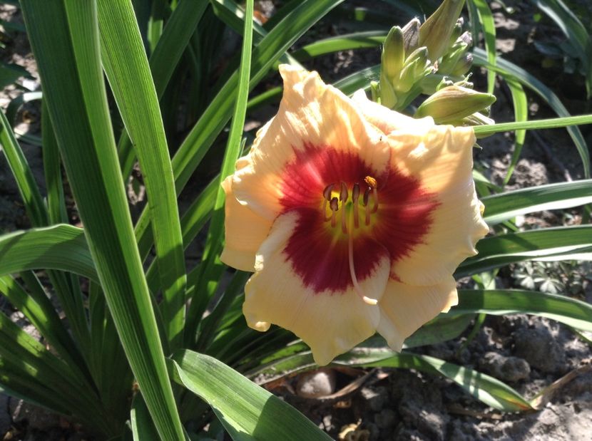 Raspberry candy - Hemerocallisi 2017