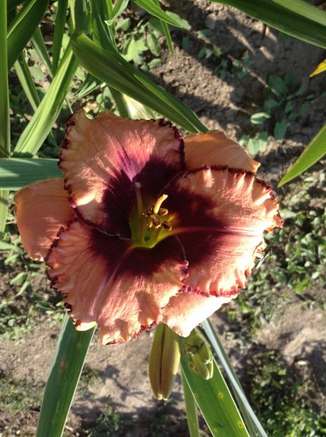 Daring dilemma - Hemerocallisi 2017