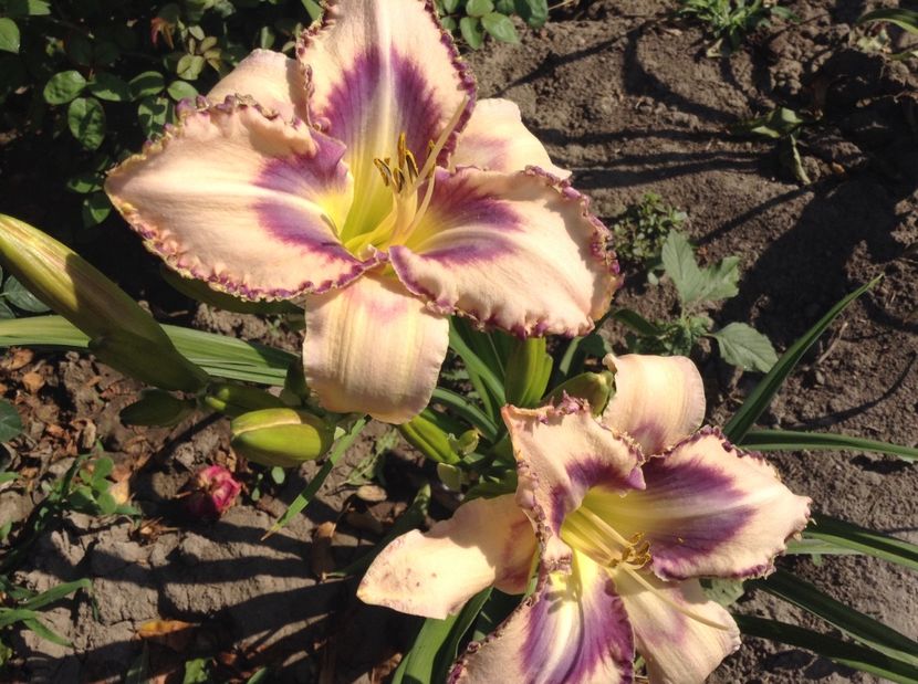 image - Hemerocallisi 2017