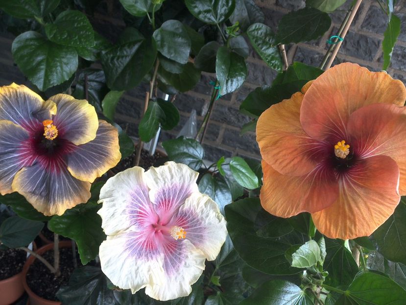 WIN_20170618_144118 - 03Hibiscus