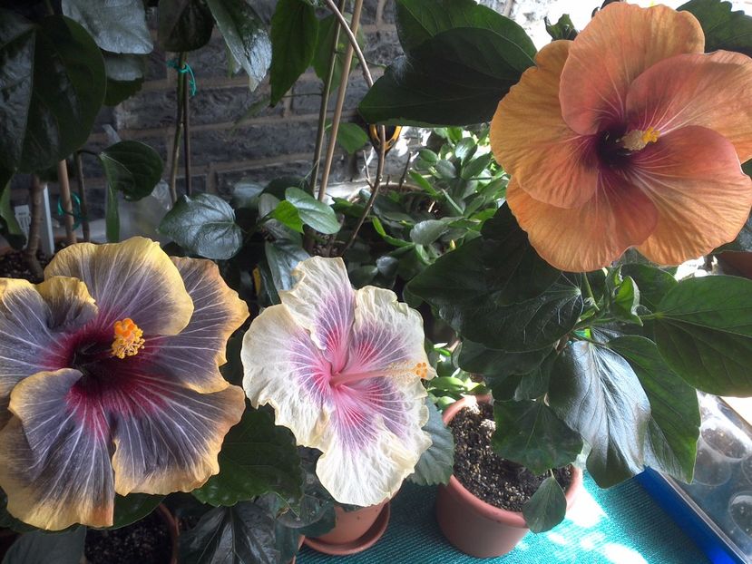 WIN_20170618_144124 - 03Hibiscus