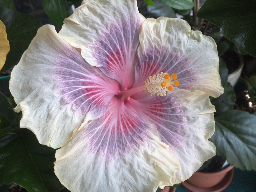 WIN_20170618_144131 - 03Hibiscus