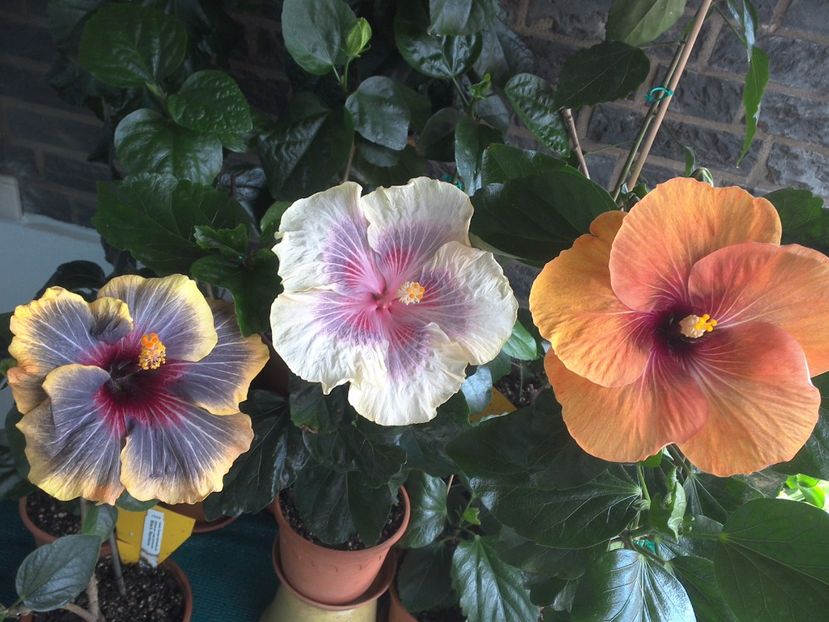 WIN_20170618_144338 - 03Hibiscus