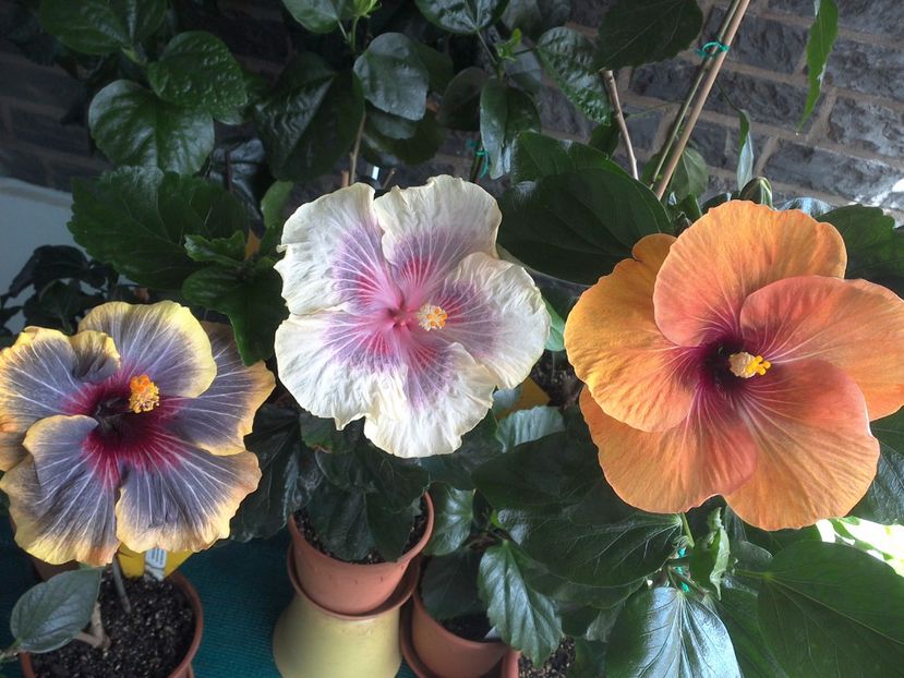 WIN_20170618_144341 - 03Hibiscus