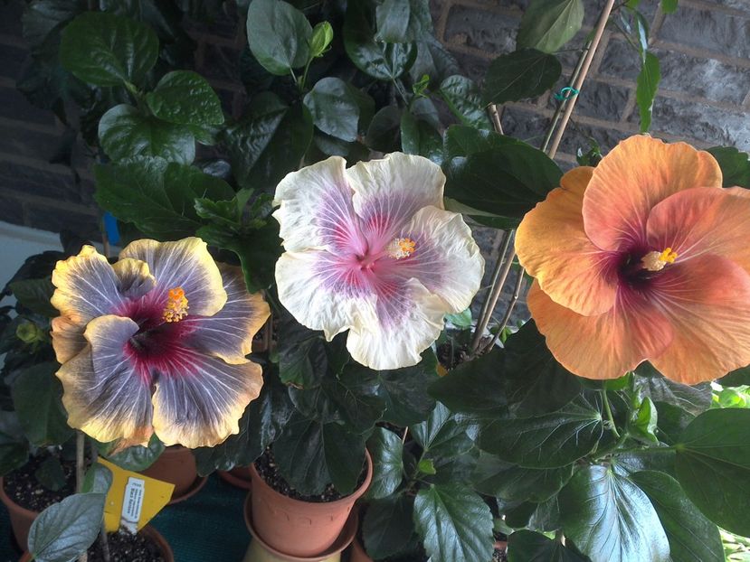 WIN_20170618_144345 - 03Hibiscus