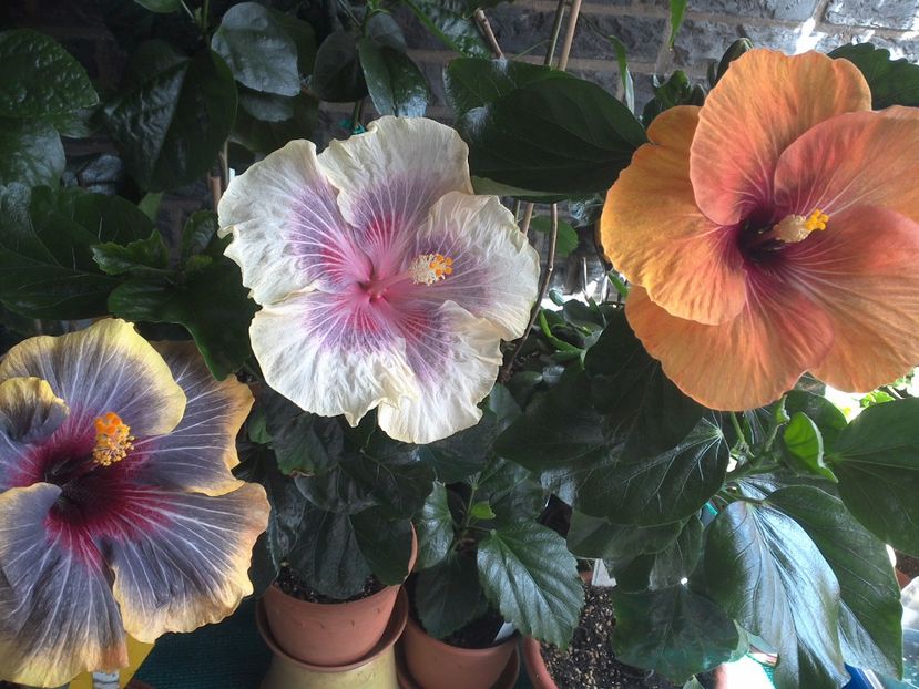 WIN_20170618_144349 - 03Hibiscus