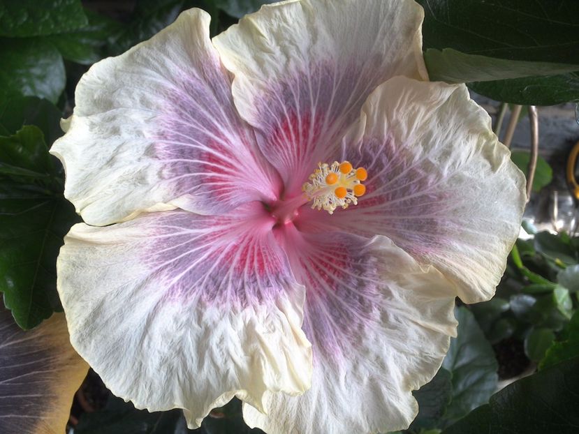 WIN_20170618_144356 - 03Hibiscus