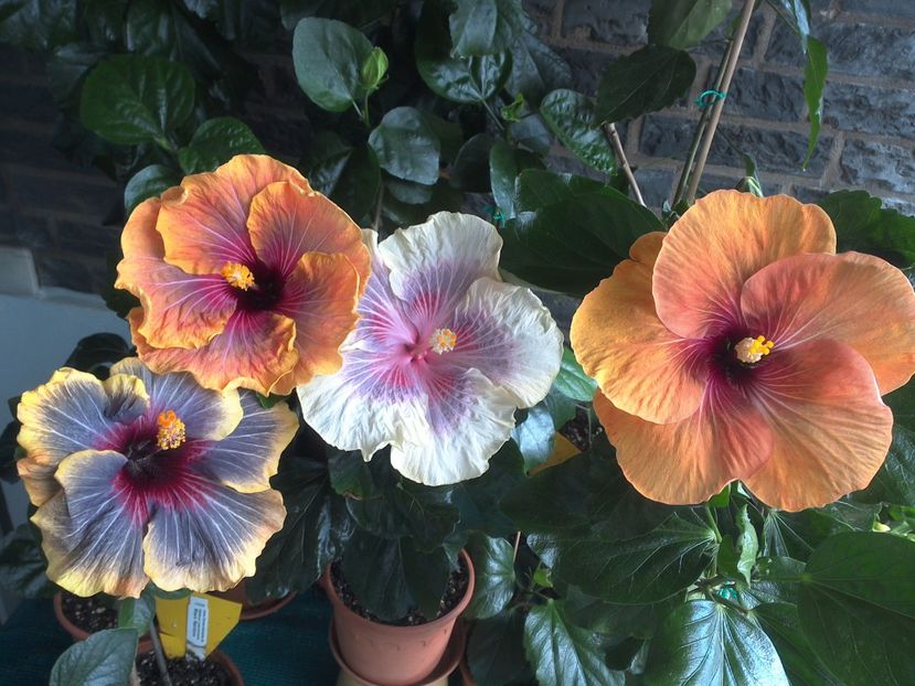 WIN_20170618_144430 - 03Hibiscus