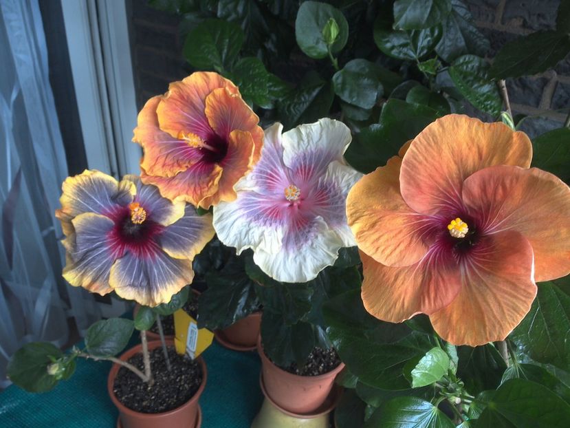 WIN_20170618_144438 - 03Hibiscus