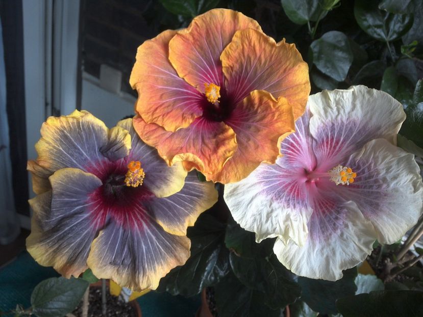 WIN_20170618_145115 (2) - 03Hibiscus