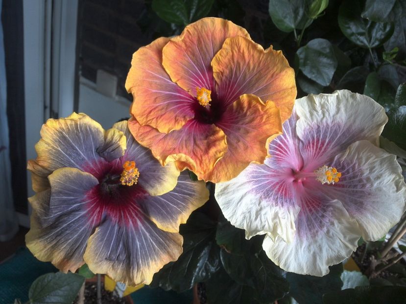 WIN_20170618_145115 - 03Hibiscus