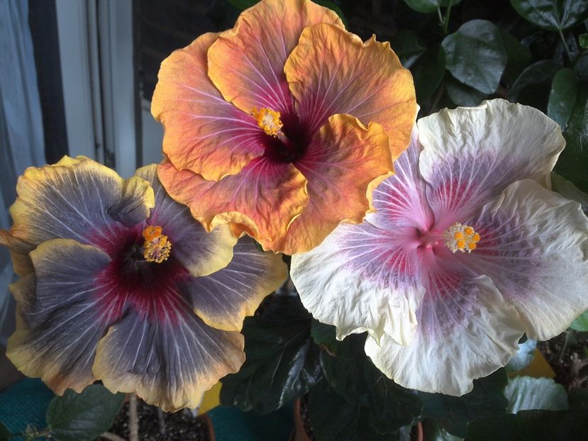 WIN_20170618_145121 - 03Hibiscus