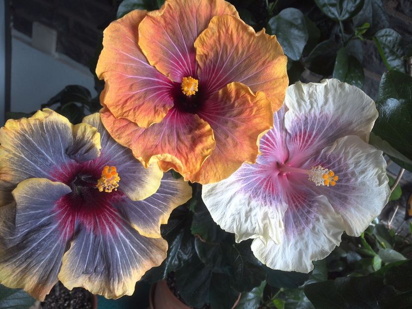 WIN_20170618_145126 - 03Hibiscus