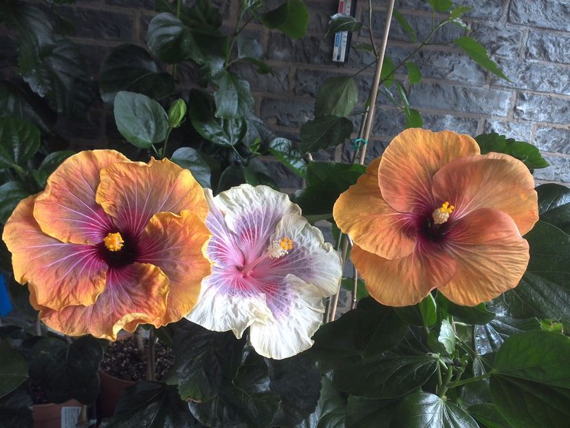 WIN_20170618_152101 - 03Hibiscus