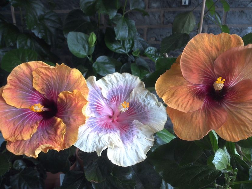 WIN_20170618_152106 - 03Hibiscus