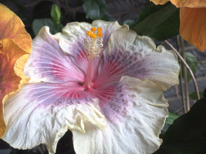 WIN_20170618_152115 - 03Hibiscus