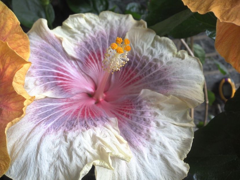 WIN_20170618_152116 - 03Hibiscus