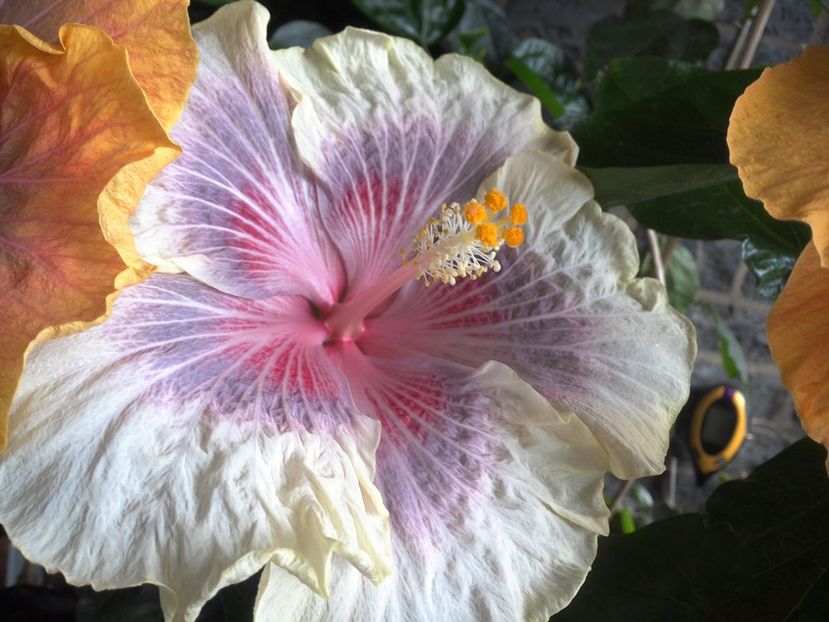 WIN_20170618_152120 - 03Hibiscus