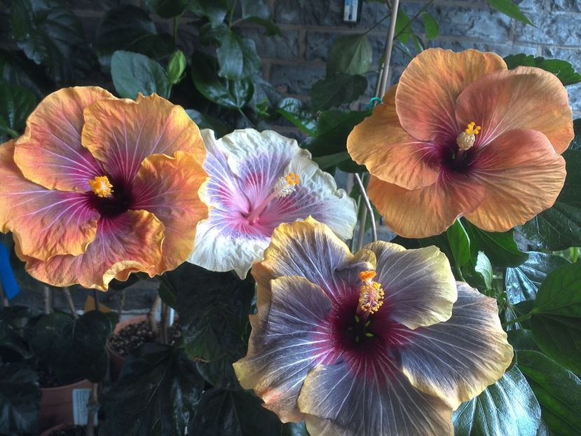 WIN_20170618_152144 - 03Hibiscus