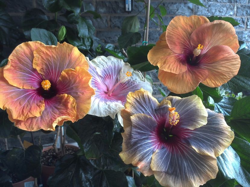 WIN_20170618_152149 - 03Hibiscus