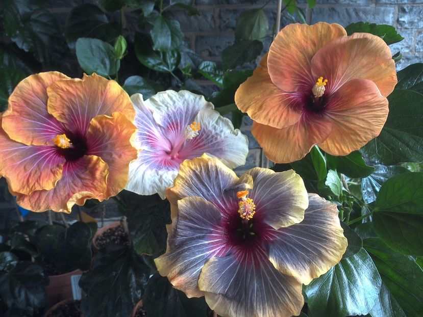 WIN_20170618_152152 - 03Hibiscus