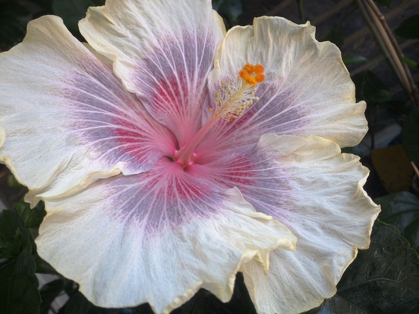 WIN_20170619_111332 - 03Hibiscus