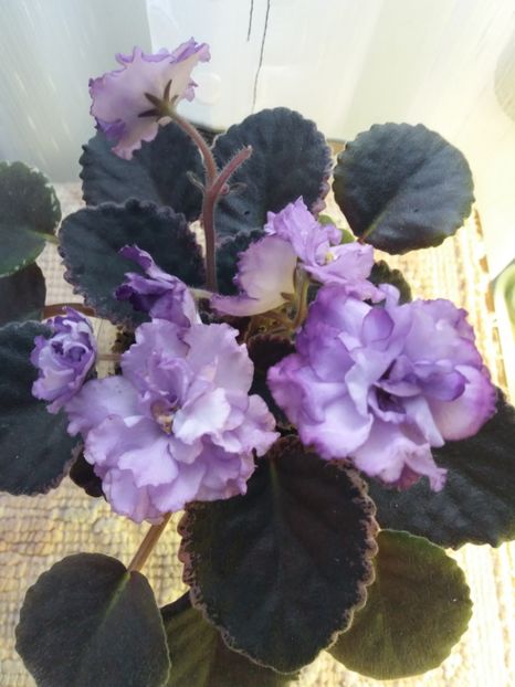 17 iunie - ZZ Buckeye Blushing